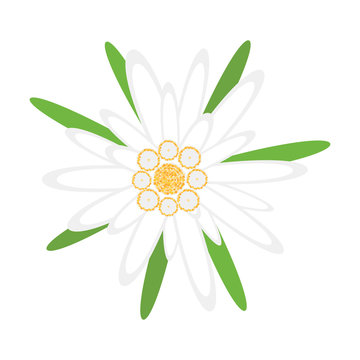 Edelweiss flower, symbol of german Oktoberfest and alps