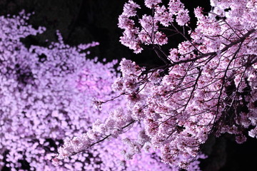 夜桜風景