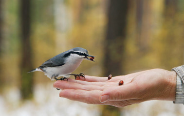 Bird crawling at dinner The grey back and white belly of the bird are typical for the birds-nuthatches, which in the picture pecks pine nuts from the human hand