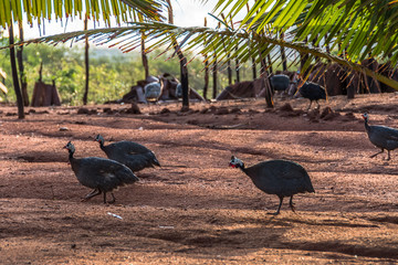 angola birds in the sertão