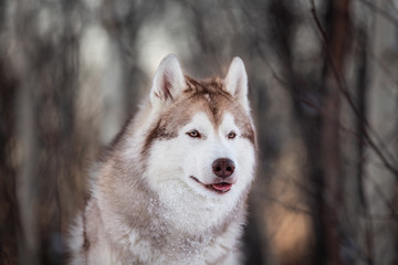 Gorgeous, prideful and free Siberian Husky dog sitting on the snow path in the winter forest at sunset.