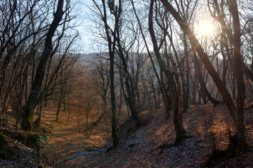 Spring forest and sun at sunset