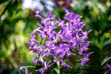 Fototapeta premium purple orchhid with green blur leaf in the orchid flower garden