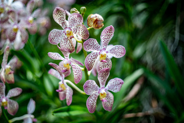 vanda orchid with green blur leaf background in the orchid flower garden