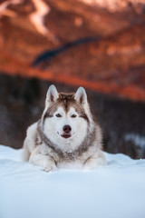 Portrait of beautiful Siberian Husky dog lying is on the snow in winter forest at sunset on bright mountain background.