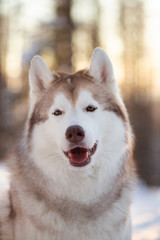 Cute, beautiful and happy Siberian Husky dog standing on the snow path in the winter forest at sunset.