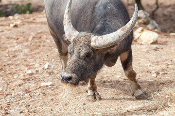 Wild buffalo with large horns in nature