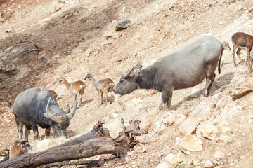 Wild buffalo with large horns in nature