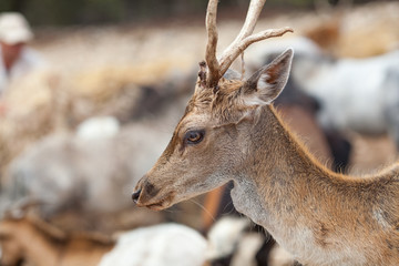 Portrait of a roe on the background of nature