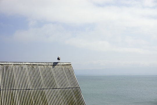 Gaviota sobre tejado con mar de fondo