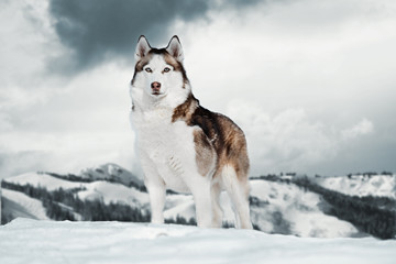 Gorgeous Siberian Husky dog standing on top of mountain next to cliff. - obrazy, fototapety, plakaty