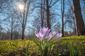 Fototapeta premium Violet crocuses in the spring sunbeam, Crocus vernus