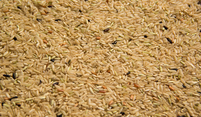 organic rice texture background field.