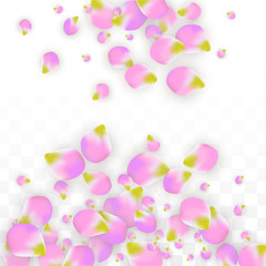 Vector Realistic Pink Petals Falling on Transparent Background.  Spring Romantic Flowers Illustration. Flying Petals. Sakura Spa Design. Blossom Confetti.