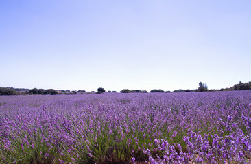 Fototapeta na wymiar Purple carpet in lavender fields
