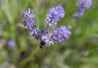 Bee pollinating a lavender flower 