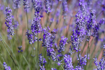 Fototapeta premium Bee pollinating lavender flowers in spring
