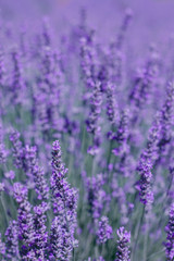 Lavender violet flowers