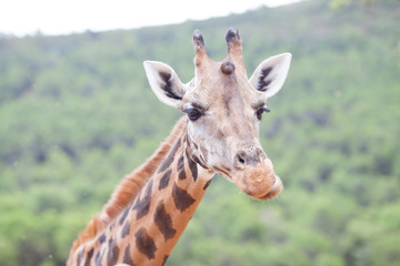 Naklejka na ściany i meble Giraffe Family Herd - in nature, on the background of savanna
