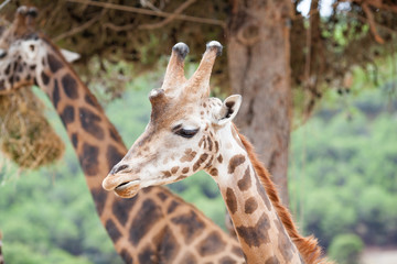 Giraffe Family Herd - in nature, on the background of savanna