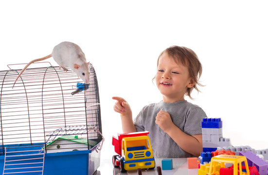 Little boy playing with a white pregnant rat pet isolated on white background. Raising kindness and animal care from the childhood concept