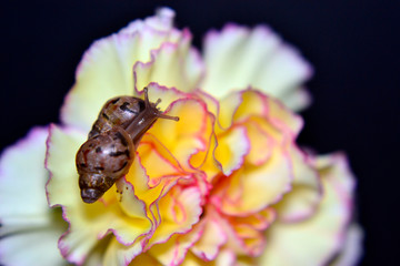 snail