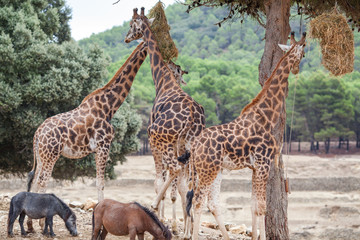 Giraffe Family Herd - in nature, on the background of savanna