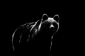 Brown bear contour on black background. Bear contour in black and white. - 251802359