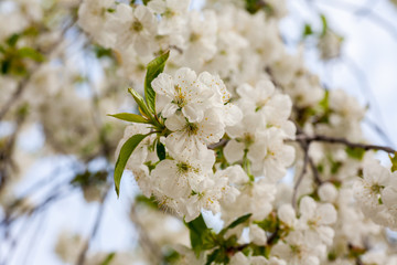 close up chery blossom tree