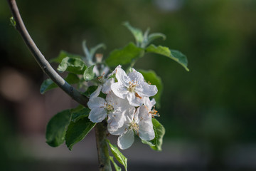 Blooming apple tree.