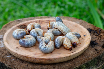 Rhynchophorus ferrugineus larvae food
