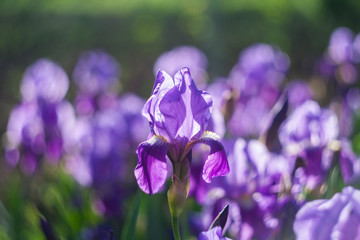 Beautiful purple irises