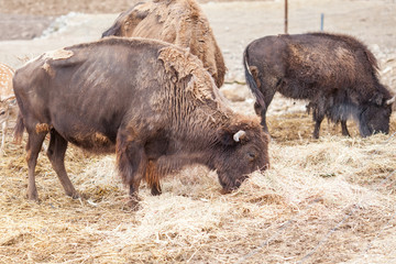 Wild buffalo with large horns in nature