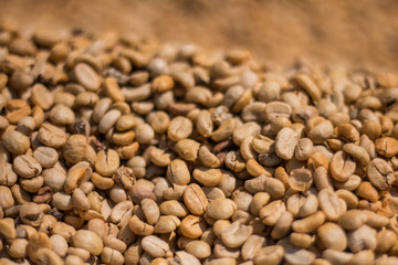 Many raw coffee beans are waiting to be cooked.