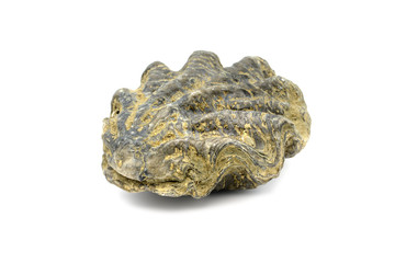 fossil of an oyster on white isolated background