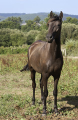 Obraz na płótnie Canvas imagen de un caballo marron