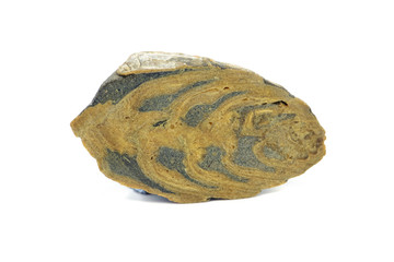 fossil of Trochactaeon snail on white isolated background.  fossil sea snails