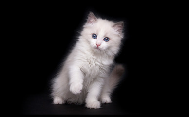 White kitten raised front paw. Playful cat with blue eyes . Ragdoll