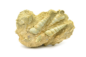 fossil of a Turritella terebralis snail on lime stone. found in france © lcrms