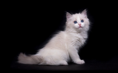 White fluffy kitten with blue eyes sitting on black background