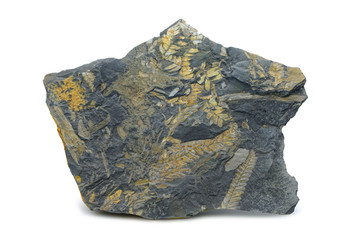 fossil of fern leaves in Slate rock. isolated on white background © lcrms