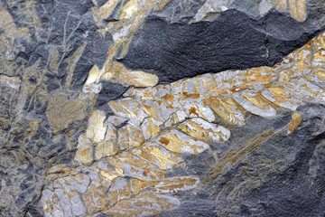 fossil of fern leaves in Slate rock.
