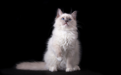 The white cat lifted its front paw. Playful cat with blue eyes . Ragdoll