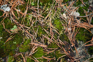Pine needle and moss texture