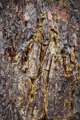 Dark bark texture