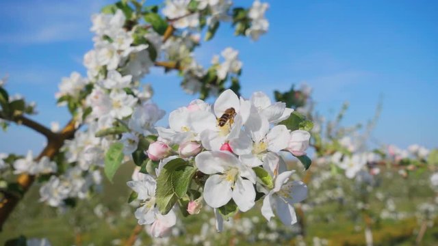 Bee gathers pollen from the apple tree. Branch of apple tree in bloom in sunshine garden. Concept of the ecology. Scenic footage of spring time environment. Beauty of earth. Slow motion video 240 fps.
