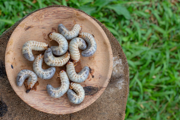 Rhynchophorus ferrugineus larvae food