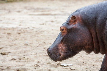 Two hippos were well cared for by safari park staff.