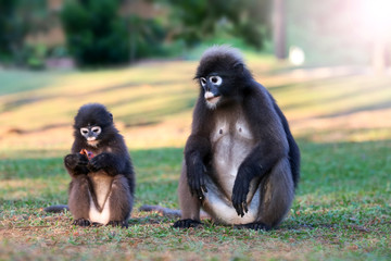Wild animal so cute on the campsite,Dusky langur or leaf monkey