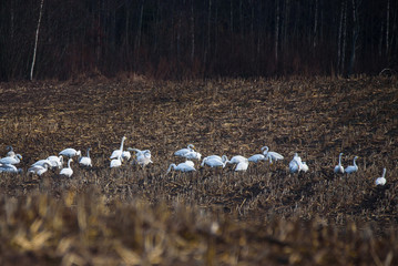 Selective focus photo. Group with  whooper swans (Cygnus cygnus) on field. First Migratory birds before spring time.
